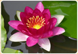 Waterlily