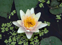 Waterlily