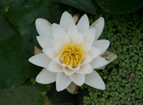 Waterlily