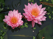 Waterlily