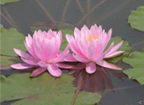 Waterlily