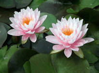 Waterlily