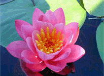 Waterlily