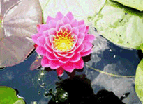 Waterlily