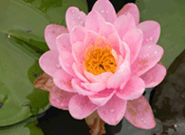 Waterlily