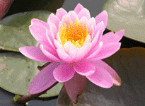 Waterlily