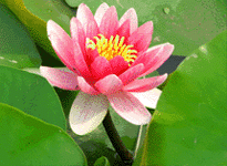 Waterlily