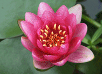 Waterlily