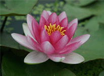 Waterlily