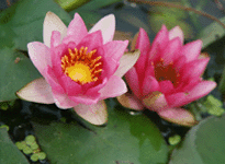 Waterlily