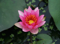 Waterlily