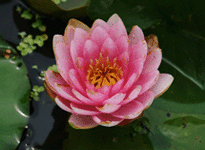 Waterlily