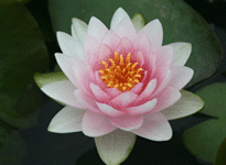 Waterlily