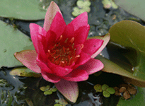 Waterlily