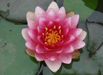 Waterlily