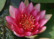 Waterlily