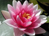 Waterlily