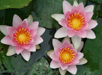 Waterlily