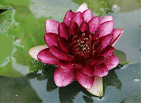 Waterlily