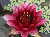 Waterlily