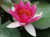 Waterlily