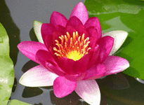 Waterlily