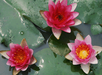 Waterlily