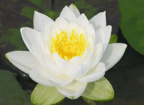 Waterlily