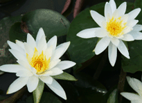 Waterlily