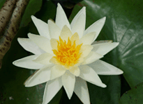 Waterlily